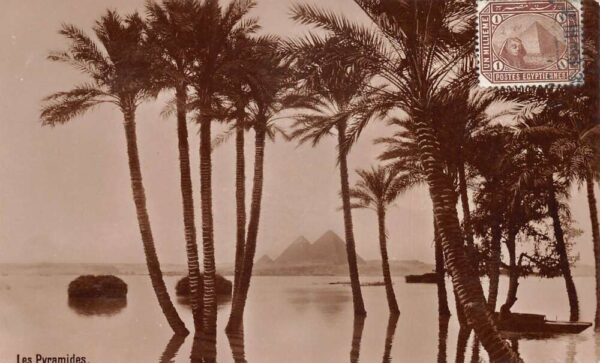 Giza Egypt The Pyramids View through Palm Trees Real Photo Postcard AA81937