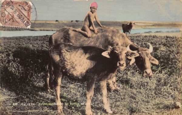 Egypt Child Riding Buffalo Tinted Real Photo Vintage Postcard AA81942