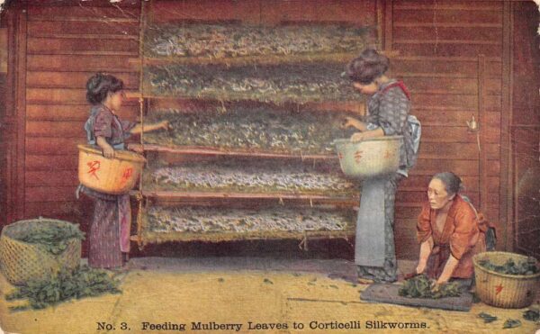 Japan Feeding Mulberry Leaves to Corticelli Silkworms Vintage Postcard AA93392