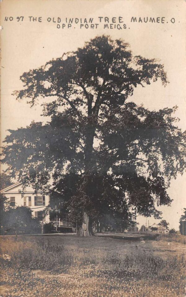 Maumee Ohio Old Indian Tree Real Photo Vintage Postcard AA93394