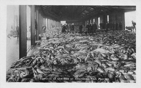 Aberdeen Scotland Fish Market Harvest Real Photo Postcard AA93530