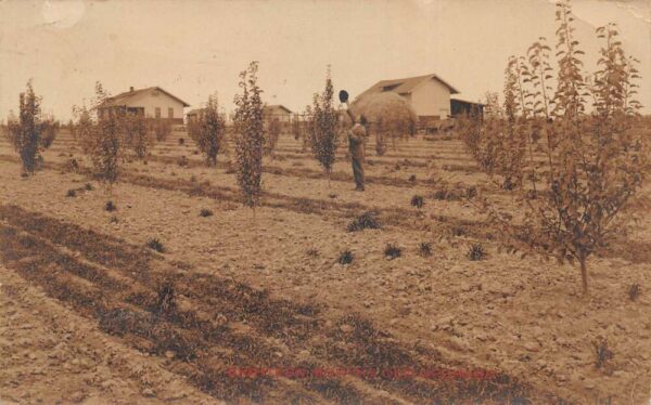 Kennewick Highlands Washington Apple Orchard Real Photo Vintage Postcard AA93578