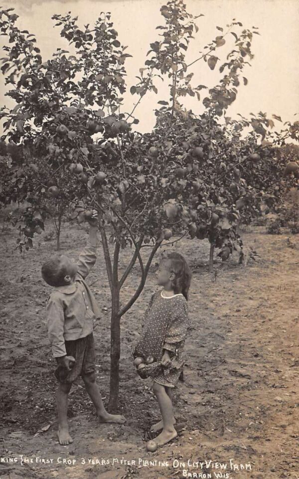 Barron Wisconsin City View Farm Orchard Children Real Photo Postcard AA93603