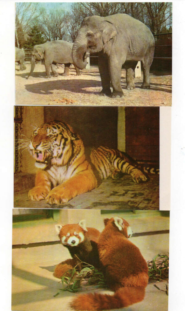 Set of 14 Peking China Peeking Zoo Animals Vintage Postcard Pack AA93605 - Image 4