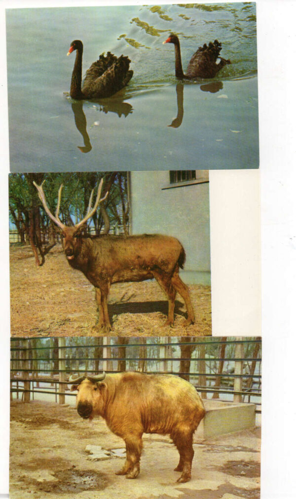 Set of 14 Peking China Peeking Zoo Animals Vintage Postcard Pack AA93605 - Image 5