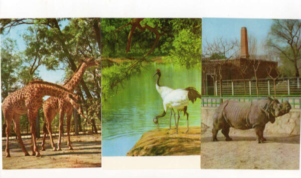 Set of 14 Peking China Peeking Zoo Animals Vintage Postcard Pack AA93605 - Image 6