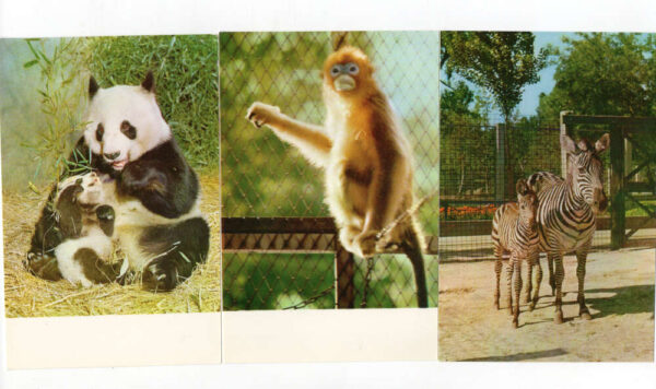 Set of 14 Peking China Peeking Zoo Animals Vintage Postcard Pack AA93605 - Image 7