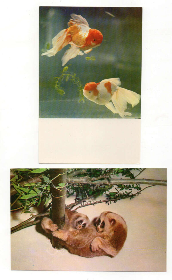 Set of 14 Peking China Peeking Zoo Animals Vintage Postcard Pack AA93605 - Image 8