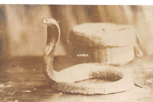 India Cobra Snake and Basket Real Photo Vintage Postcard AA93634