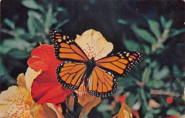 Pacific Grove California Milar's Butterfly Grove Monarch Postcard AA93637