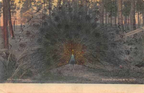 Pinehurst North Carolina Peacock With Colorful Plumage, Hand Colored, PC U22198