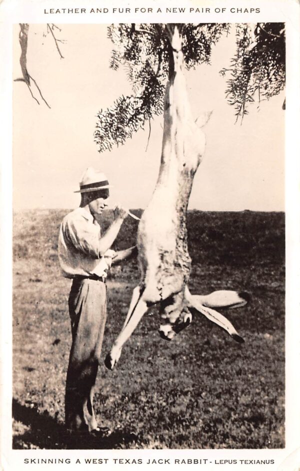 Texas, Skinning West Texas Jack Rabbit, Real Photo, Vintage Postcard U22205