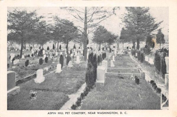 Washington DC Aspin Hill Pet Cemetery Graveyard Vintage Postcard AA94489