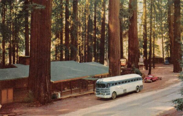 Lane's Redwood Flat California Greyhound Bus Vintage Postcard AA94579