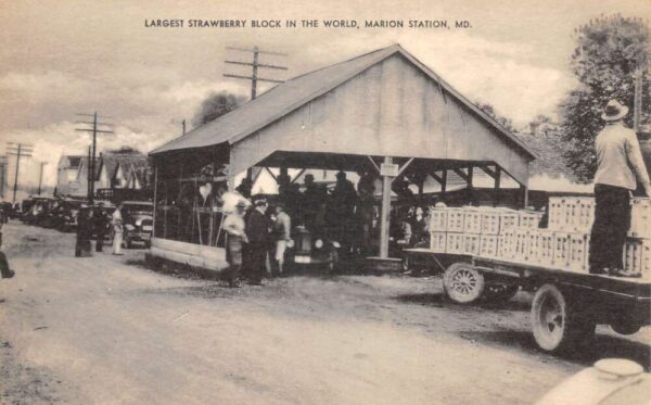 Marion Station Maryland Strawberry Block Vintage Postcard AA94933