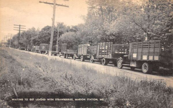 Marion Station Maryland Trucks Waiting for Strawberries Postcard AA94934