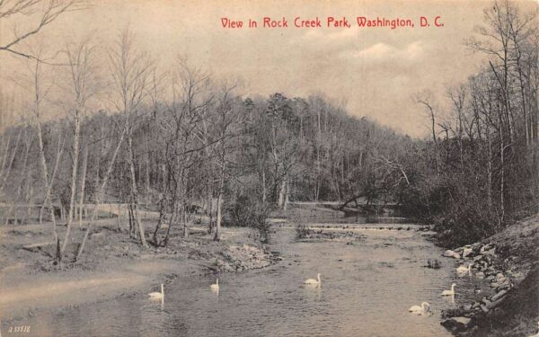 Washington DC Rock Creek Park Swans in River Scenic View Postcard AA95507