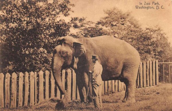 Washington DC Zoo Park Elephant and Caretaker Vintage Postcard AA95514