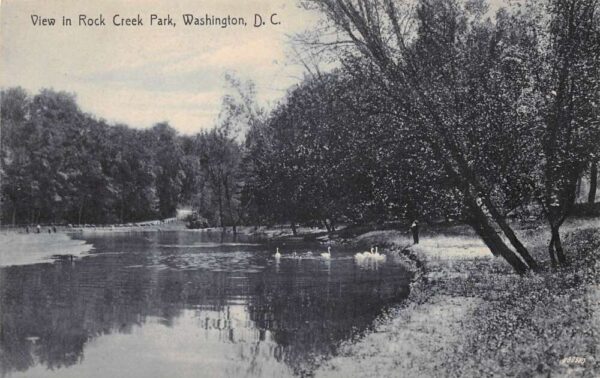 Washington DC Rock Creek Park Man feeding Swans Vintage Postcard AA95525