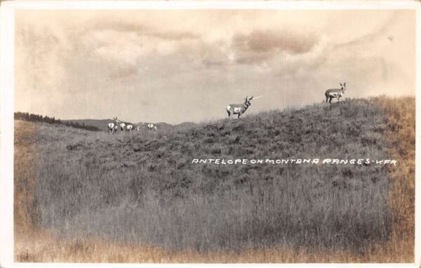 Montana Ranges Antelope Scenic View Real Photo Postcard AA95764