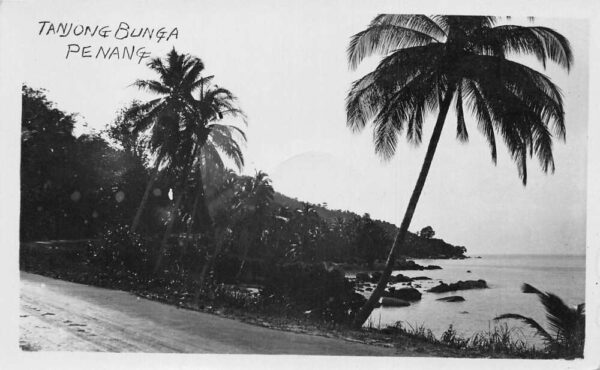 Tanjong Bunga Penang Malaysia Palm Trees along Beach Real Photo PC AA95889