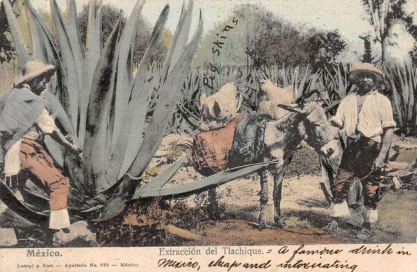 Mexico Harvesting Agave for Tlachique Vintage Postcard AA96000