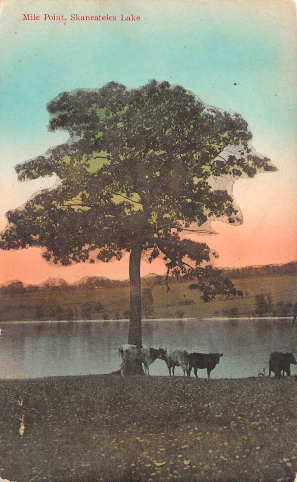 Skeneateles New York Lake Mile Point Cows Scenic View Vintage Postcard AA96006