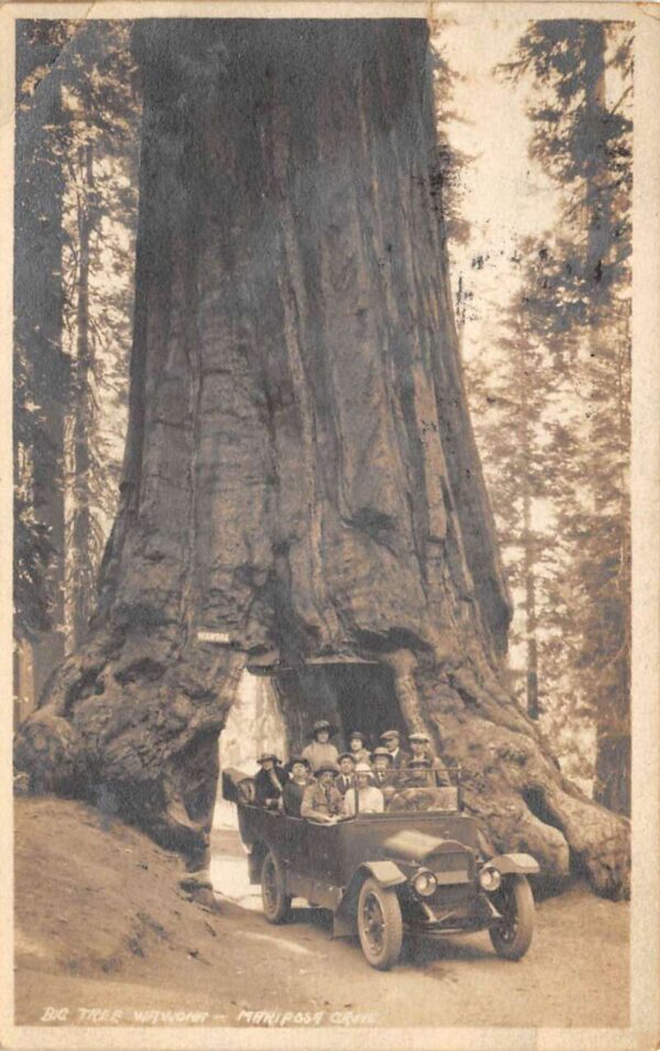 Camp Curry California Yosemite Park Mariposa Grove Real Photo Postcard AA96140