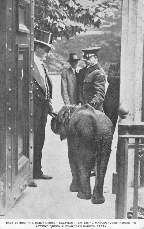 London England Baby Elephant Queen Alexandras Garden Party Postcard AA96374