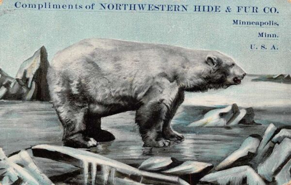 Minneapolis Minnesota Northwestern Hide and Fur Co Polar Bear Postcard AA96554