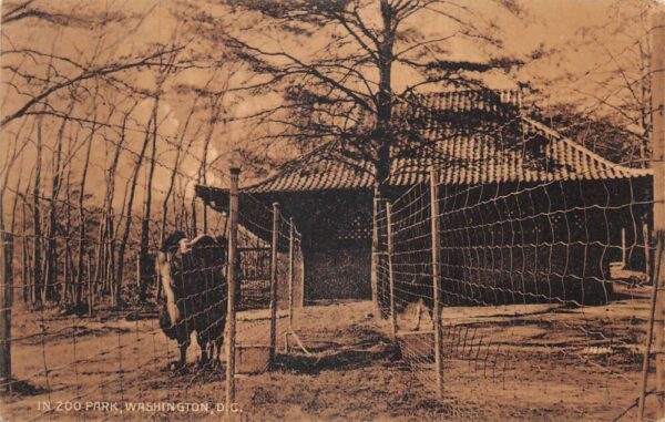 Washington DC Zoo Park Animal Enclosure Vintage Postcard AA93010