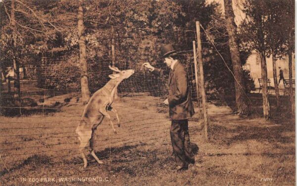 Washington DC Zoo Park Man Feeding Deer Vintage Postcard AA93011