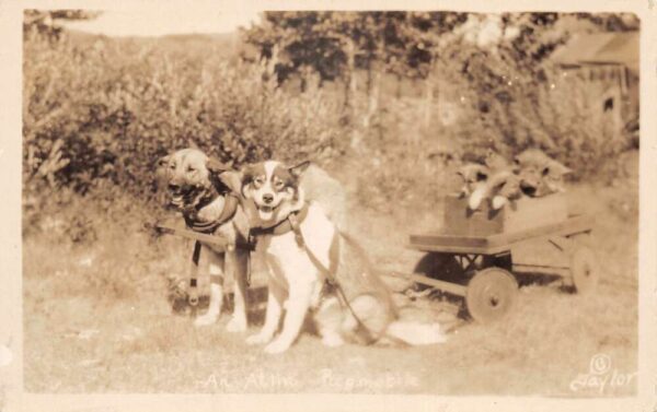 Atlin BC Canada ? Pupmobile Dog Cart Real Photo Vintage Postcard AA93017