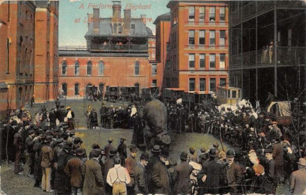 Chicago Illinois Lincoln Park Performing Elephant Vintage Postcard AA93035