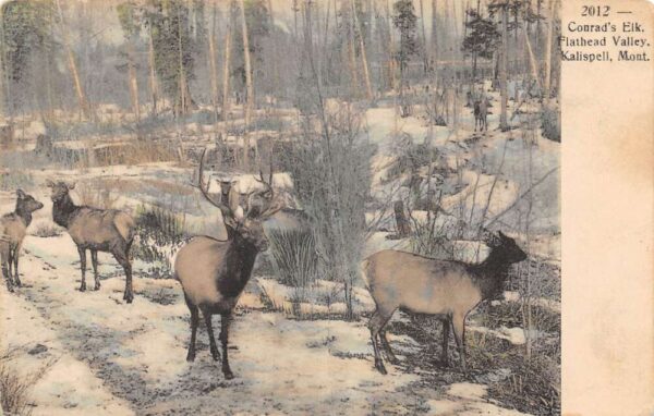 Kalispell Montana Flathead Valley Conrad's Elk Vintage Postcard AA93277