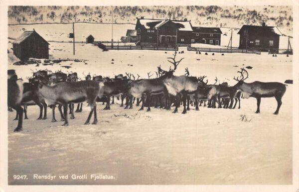 Grotli Norway Fjellstue Reindeer Real Photo Postcard AA94052