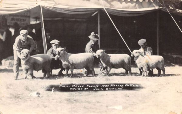 Aledo Illinois Mercer County Fair 1st Prize Sheep Real Photo Postcard AA94060