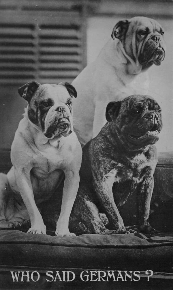 English Bull Dogs "Who Said Germans?" Humor Real Photo Vintage Postcard AA94228