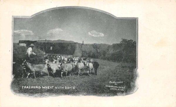 Santa Fe New Mexico Thrashing Wheat Field with Goats Farming Postcard AA94264