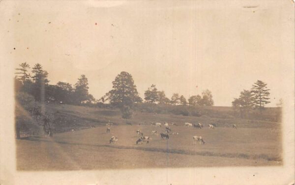 Branchville New Jersey Farming Scene Cows Real Photo Vintage Postcard AA94289