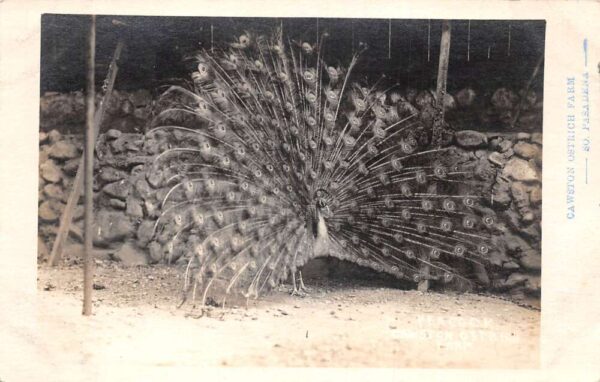 Pasadena California Cawston Ostrich Farm Peacock Real Photo Postcard AA94294