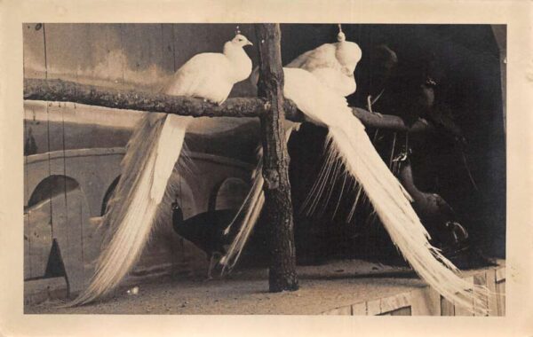 White Peacock Peacocks Resting on Log Real Photo Vintage Postcard AA94297