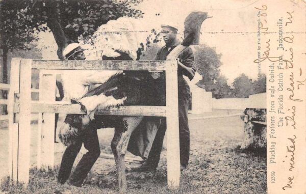 Jacksonville Florida Ostrich Farm Plucking Feathers from Ostrich PC AA94298