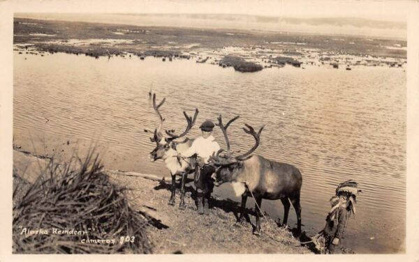 Alaska Reindeer Real Photo Vintage Postcard AA94337