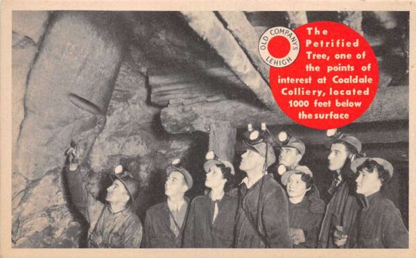 Coaldale Pennsylvania Colliery Petrified Tree in Mine Vintage Postcard AA94348