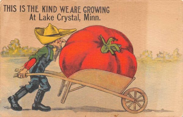 Lake Crystal Minnesota Greetings Farming Exaggeration Tomato Postcard AA94418