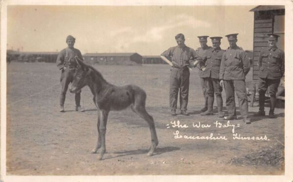 British Army Lancashire Hussars "War Baby" Horse Pony Real Photo PC AA94430