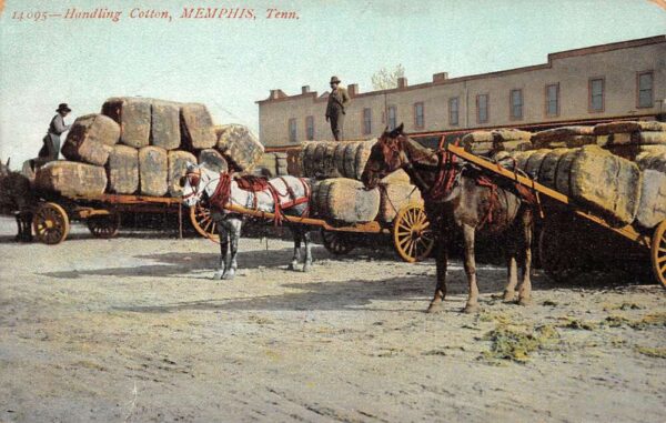 Memphis Tennessee Horse Wagons Carrying Cotton Vintage Postcard AA95306