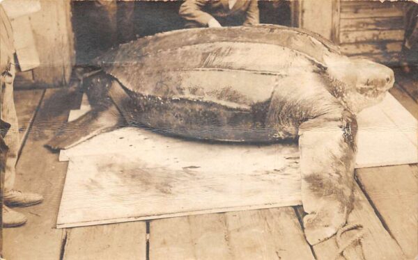 Florida? Seaturtle Caught by Fishermen Real Photo Vintage Postcard AA96691