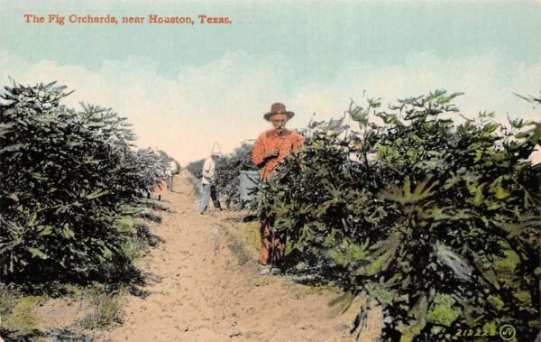 Houston Texas Fig Orchards Farming Vintage Postcard AA96748